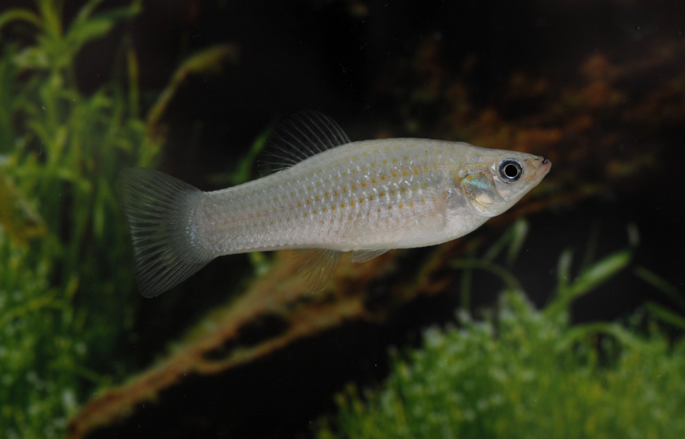 An Amazon molly in an aquarium